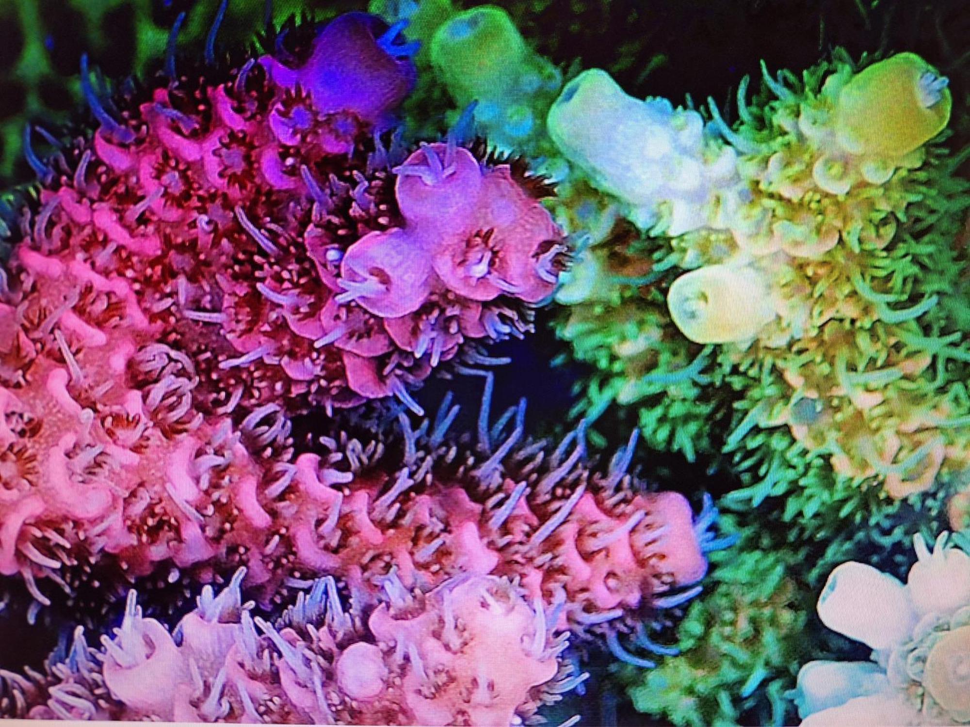 Coral Apartment Târgu-Mureş エクステリア 写真