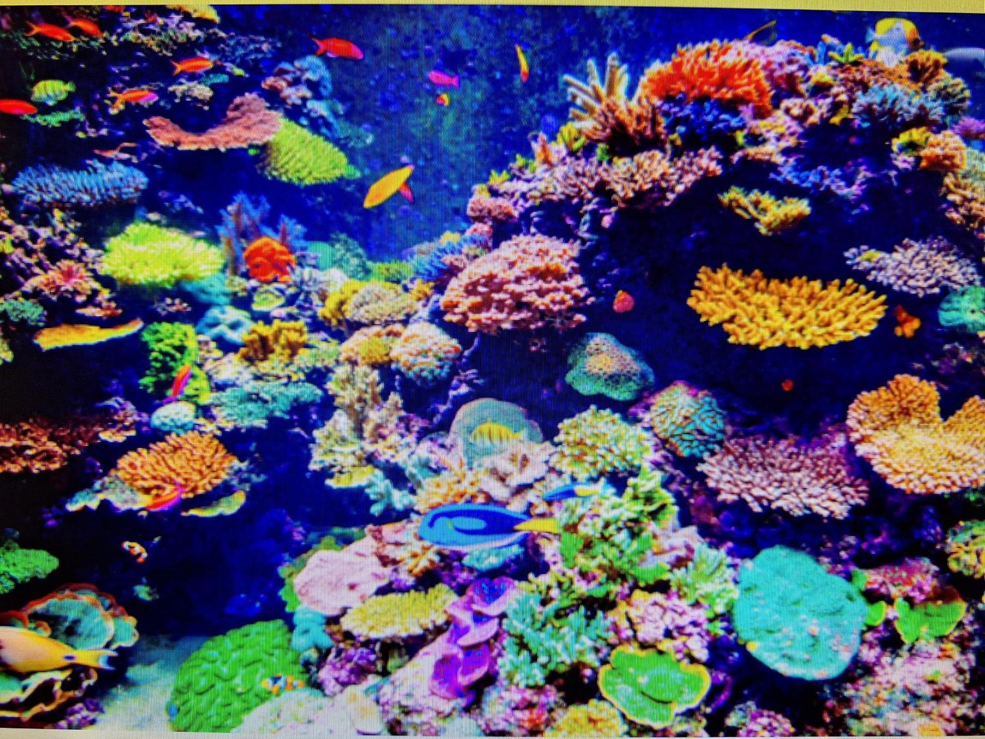 Coral Apartment Târgu-Mureş エクステリア 写真